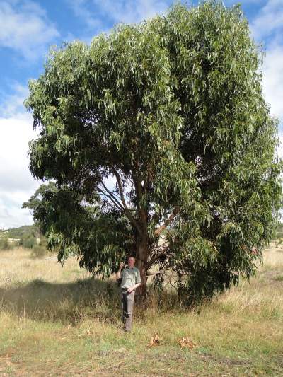 Eucalyptusboom